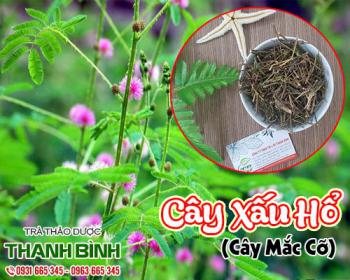 Giảm nhức mỏi lưng và chứng mất ngủ hiệu quả bằng cây xấu hổ