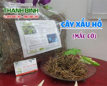 Mua bán cây xấu hổ tại quận hoàng mai làm giảm đau nhức xương khớp