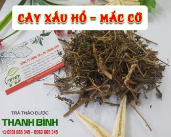Mua cây xấu hổ uy tín chất lượng nhất ở đâu? 