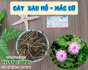 Mua bán cây xấu hổ tại quận 5 có khả năng làm giảm nhức mỏi lưng