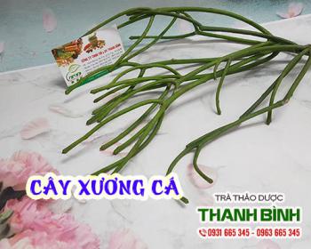 Mua bán cây xương cá tại quận 4 hỗ trợ điều trị mụn mủ mụn cóc và nấm da