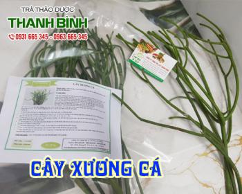 Mua bán cây xương cá ở quận bình thạnh giúp trị sưng tấy tay chân
