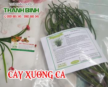 Mua bán cây xương cá tại quận 3 hỗ trợ điều trị bệnh viêm xoang