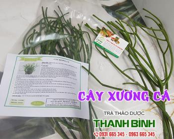 Mua bán cây xương cá tại huyện chương mỹ có tác dụng giảm đau nhức 