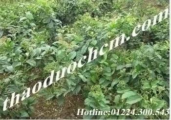 Mua bán cây xạ đen tại  quận bình chánh giúp hạ huyết áp, giảm mỡ bụng