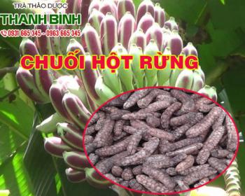 địa điểm bán chuối hột rừng trị bệnh kiết lỵ uy tín chất lượng nhất