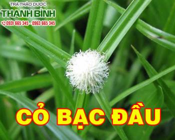 Cỏ bạc đầu [công dụng cách sử dụng] mua ở đâu đảm bảo chất lượng?