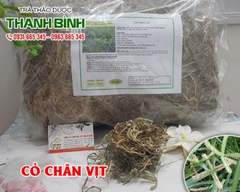 Mua bán cỏ chân vịt tại huyện thanh trì sử dụng giúp bổ thận và bổ máu