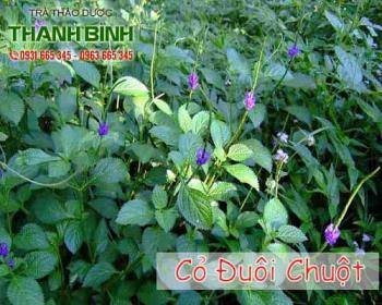 Mua bán cỏ đuôi chuột tại quận 4 có tác dụng giảm đau do chấn thương bầm tím