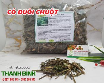 Mua bán cỏ đuôi chuột ở quận gò vấp có tác dụng giúp long đờm