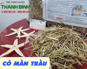 Mua bán cỏ mần trầu ở huyện nhà bè hỗ trợ điều trị rối loạn lipid máu