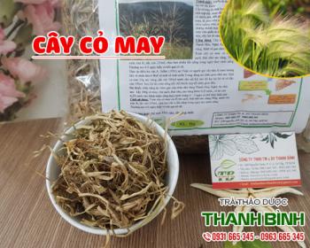 Mua bán cây cỏ may tại huyện thường tín giúp điều trị các vấn đề về gan