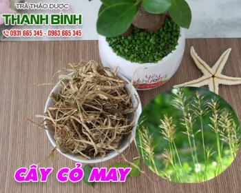 Mua bán cây cỏ may tại quận 10 giúp điều trị giun chui ống mật