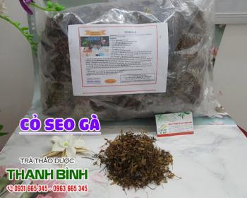 Mua bán cỏ seo gà uy tín chất lượng tốt nhất tại hà nội