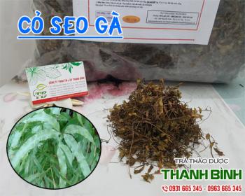 Mua bán cỏ seo gà ở huyện hóc môn giúp chữa kiết lỵ kèm máu