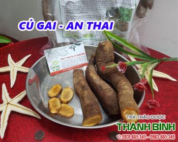 Mua củ gai an thai uy tín chất lượng nhất ở đâu? 