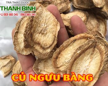 Cách sử dụng củ ngưu bàng trong điều trị bệnh tiểu đường tốt nhất