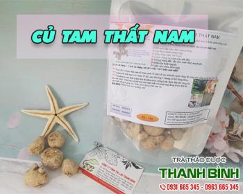 địa chỉ bán củ tam thất nam trong điều trị rắn cắn uy tín chất lượng nhất