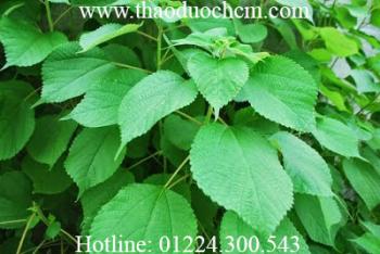 Mua bán rễ củ gai an thai tại quận 11 trị chứng đái ra máu