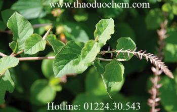 Mua bán cây cỏ xước tại quận 11 giúp chữa bệnh tiểu buốt đái đục tốt nhất