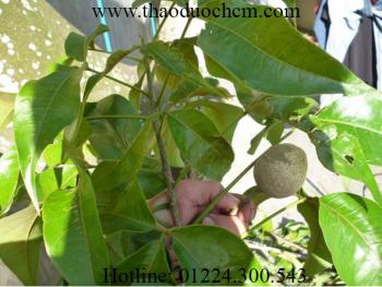 Mua cây cần sen ở đâu tại tp hcm ???