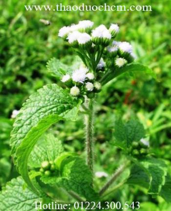 Công dụng chữa bệnh của cây cứt lợn ( cỏ hôi ) đối với sức khỏe!!!