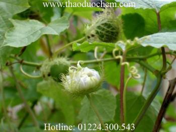 Mua bán cây lạc tiên tại tp hcm giúp điều trị mất ngủ