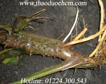 Mua bán cây móp gai ở quận tân bình|cây móp gai giúp điều trị lở ngứa