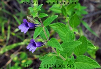 Mua bán cây nhân trần tại quận 10 giúp hạ huyết áp