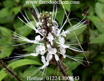 Mua bán cây râu mèo tại tân phú có tác dụng thanh nhiệt cơ thể