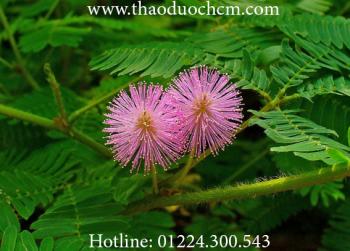 Cây xấu hổ ( mắc cỡ )