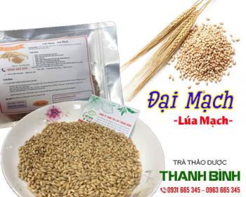 đại mạch giúp bổ sung dinh dưỡng và bảo vệ tim mạch mỗi ngày