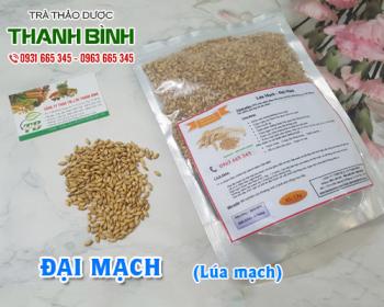 Mua đại mạch (lúa mạch) ở đâu tại tphcm ???