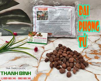 Mua đại phong tử giá rẻ uy tín chất lượng nhất ở đâu?