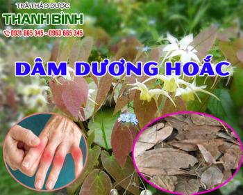 Mua bán dâm dương hoắc ở quận tân phú điều trị ho khan và trừ đờm