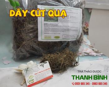 Mua bán dây cứt quạ ở huyện cần giờ trị teo chân tay và bệnh phổi