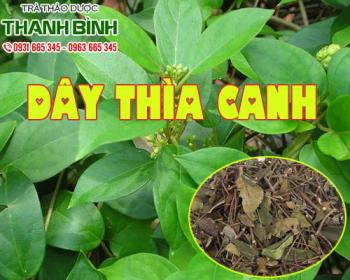 Mua bán dây thìa canh tại quận 4 giúp tăng cường sức khỏe và miễn dịch