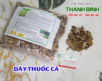 Tác dụng của dây thuốc cá trong điều trị ung thư phổi hiệu quả nhất