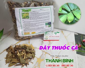 Mua bán dây thuốc cá tại huyện phúc thọ có tác dụng trị dòi trên trâu bò