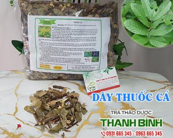 Mua bán dây thuốc cá tại vũng tàu giúp thanh nhiệt hiệu quả nhất