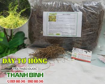 Mua bán dây tơ hồng tại kiên giang có tác dụng giảm chứng vàng da