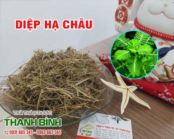 Mua bán diệp hạ châu tại huyện phú xuyên giúp chữa ho và hạ men gan 