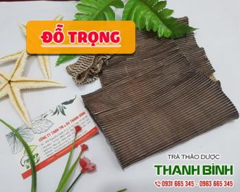 Mua bán đỗ trọng tại huyện từ liêm giúp mạnh gân cốt và bổ thận