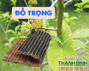 Mua bán đỗ trọng tại quận 2 tăng sức bền cho các thành mạch máu