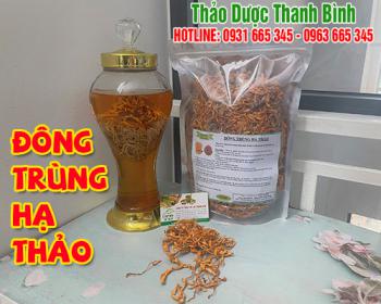 Mua bán đông trùng hạ thảo tại quận 8 giúp điều trị bệnh đường hô hấp 