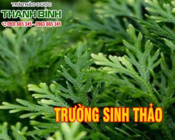 Mua bán  trường sinh thảo ở huyện củ chi giúp chữa viêm tai cấp tính