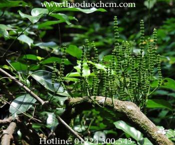 Công dụng chữa bệnh từ dây gắm !!!