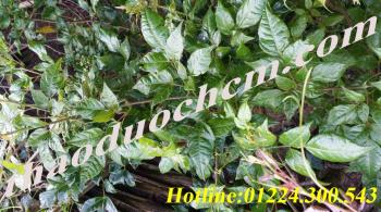 Mua bán chè dây tại quận tân bình trị đau bao tử chất lượng tốt