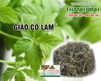 Mua bán giảo cổ lam tại huyện thanh trì hỗ trợ chữa viêm loét dạ dày