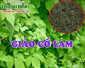 Mua bán giảo cổ lam ở quận tân phú tránh tổn thương gan và bảo vệ gan